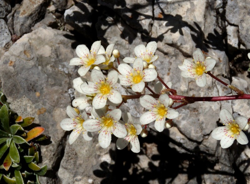 Saxifraga callosa / Sassifraga meridionale