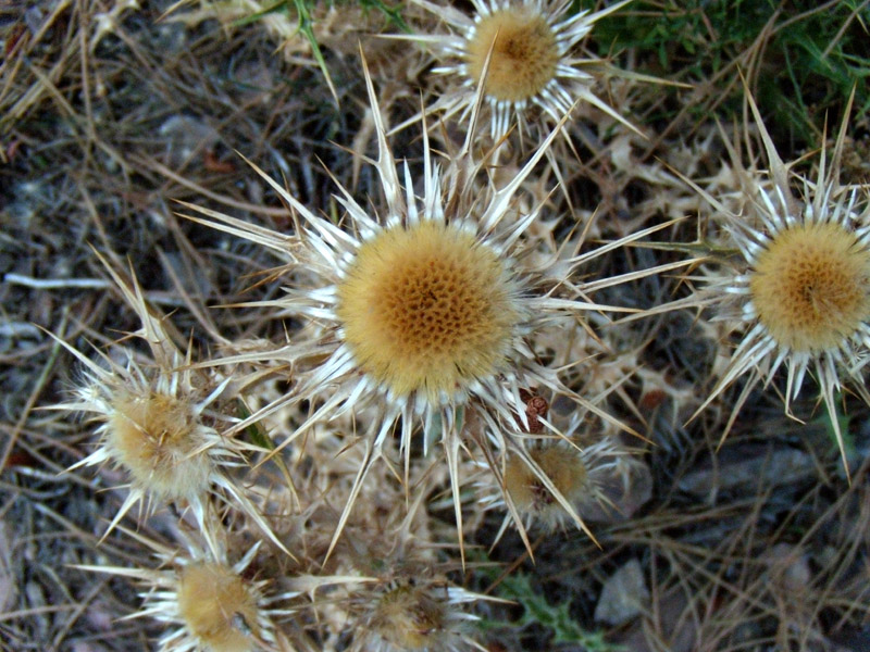 Saxifraga pedemontana subsp. cervicornis / Sassifraga sardo-corsa