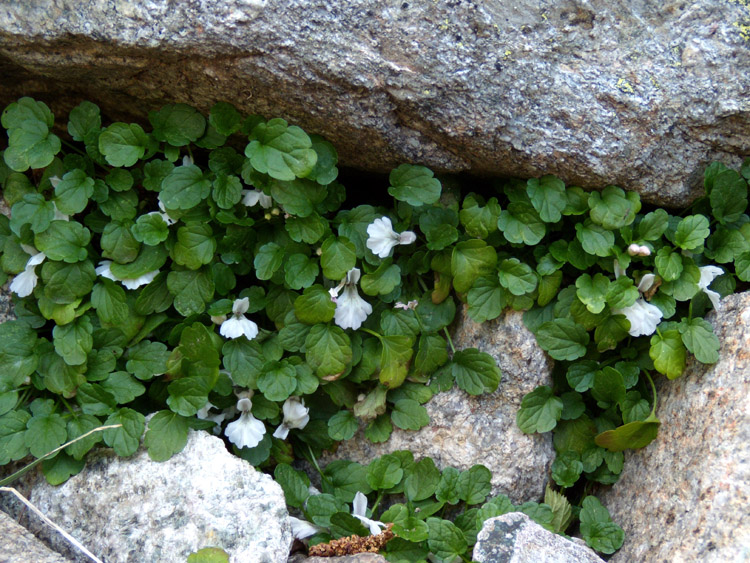 Stachys corsica / Betonica corsica