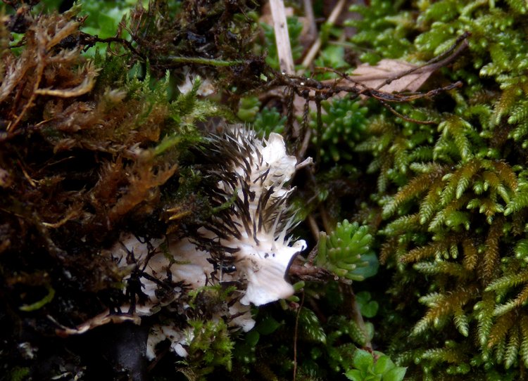 Peltigera dai Monti Lepini