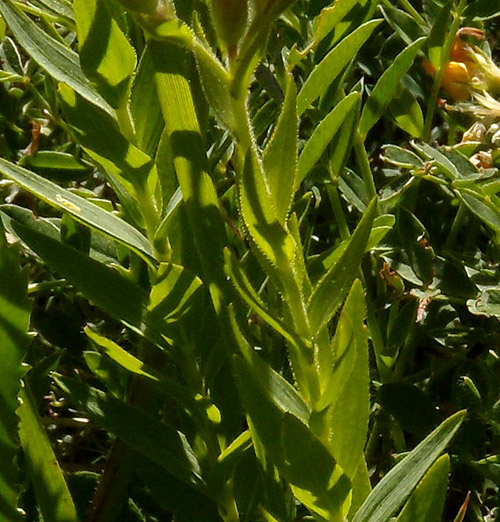 Linum viscosum / Lino malvino