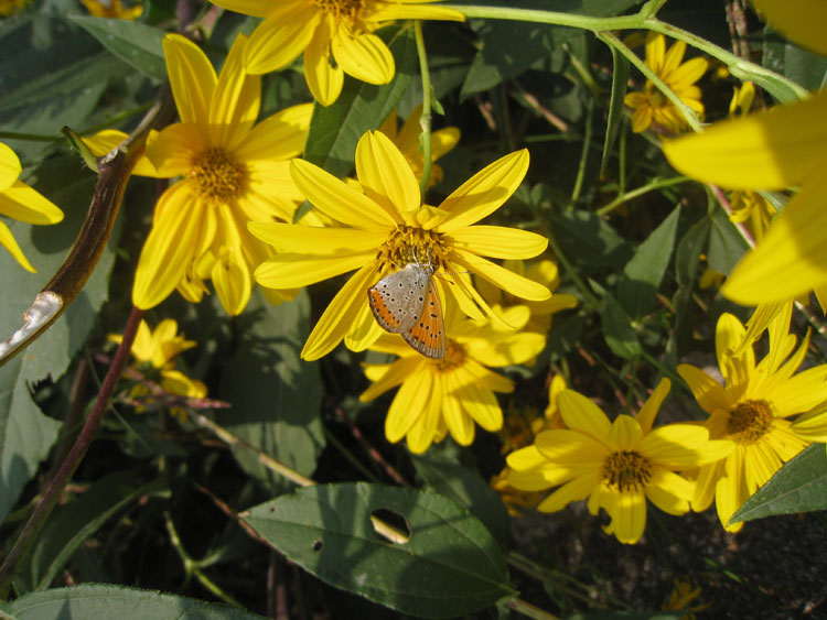 Lycaena Dispar femmina