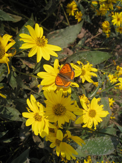 Lycaena Dispar femmina