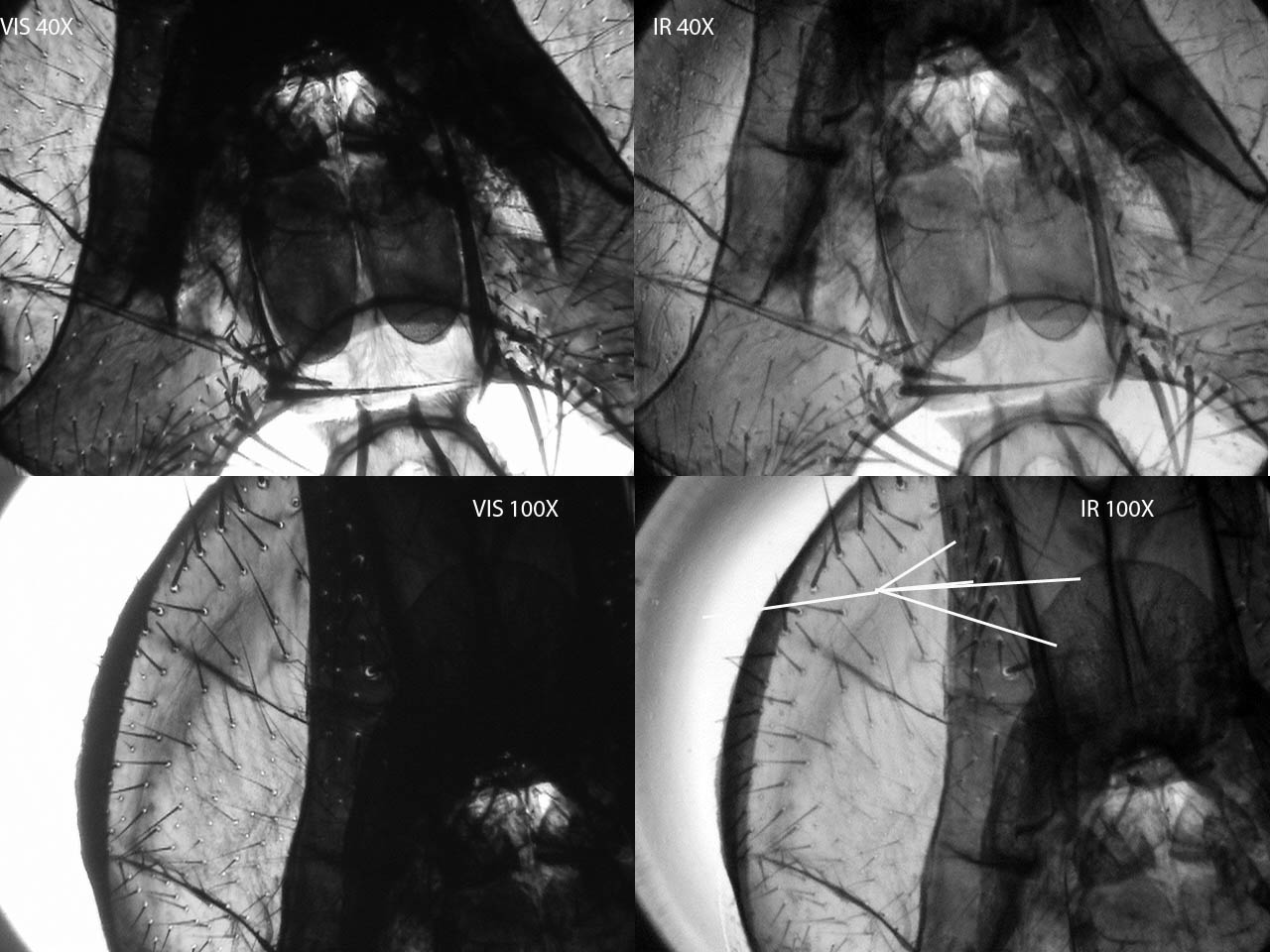 vedere l''invisibile al microscopio!!