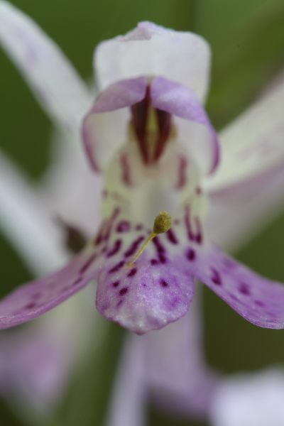 D. saccifera e massa pollinica