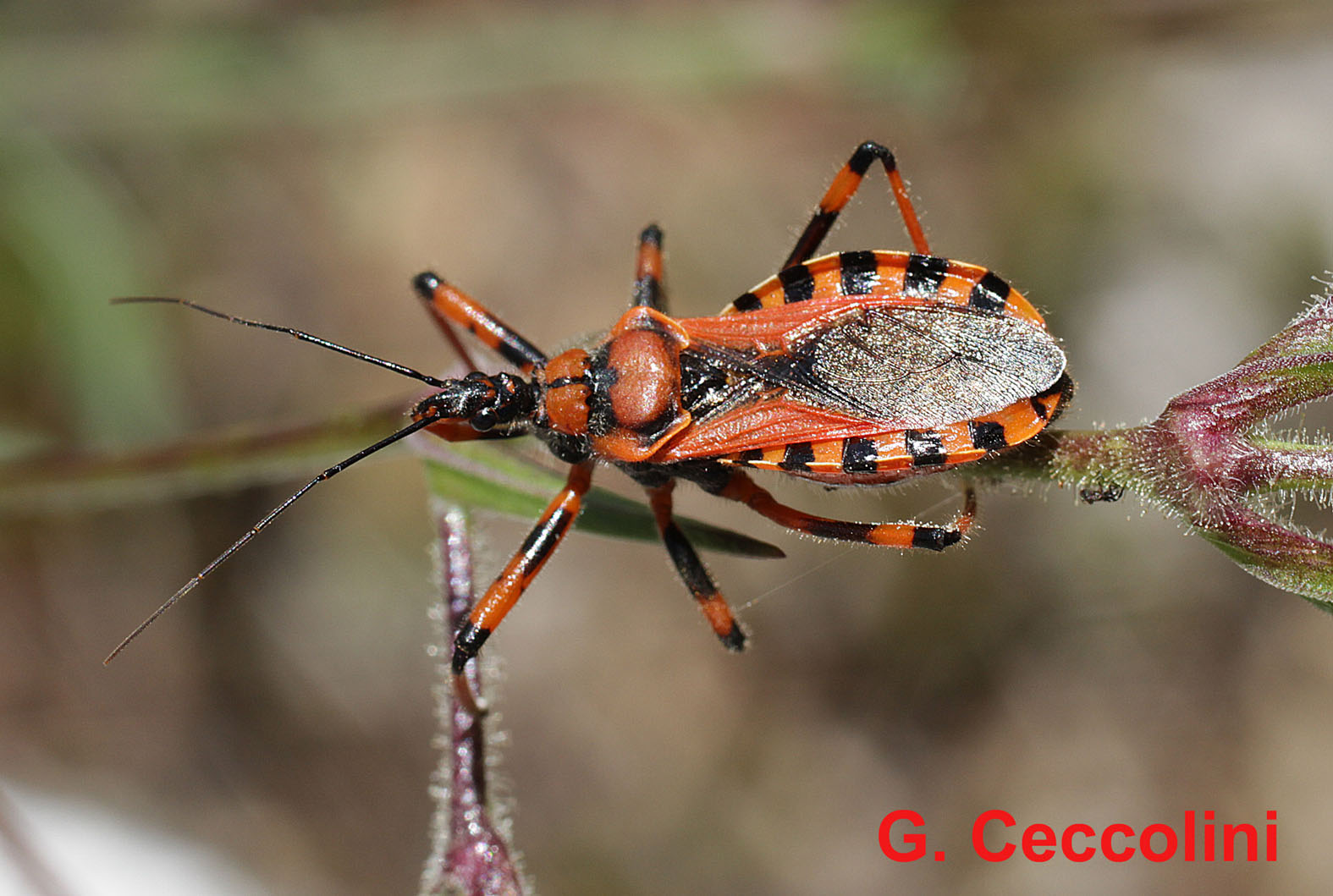 Reduvidae: Rhynocoris iracundus/rubricus del grossetano (GR)