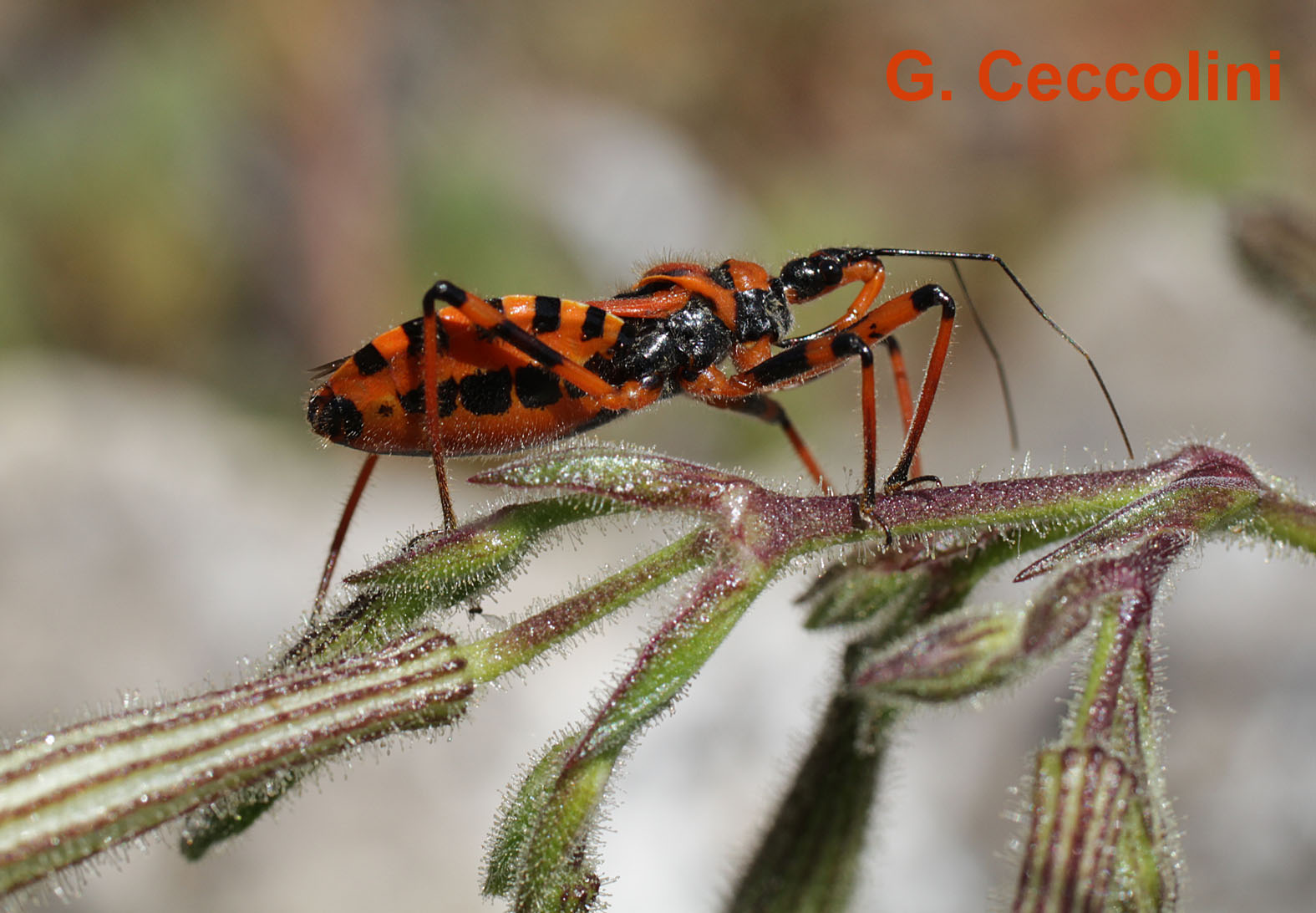 Reduvidae: Rhynocoris iracundus/rubricus del grossetano (GR)