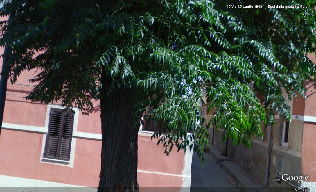 alberi da citt