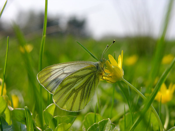 farfalle da riconoscere