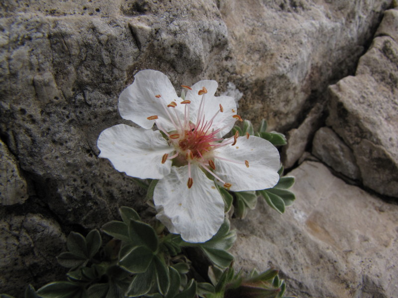 Fiore bianco zona Grigne - Potentilla nitida