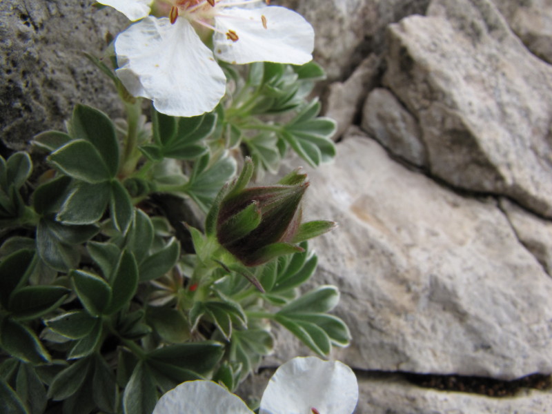 Fiore bianco zona Grigne - Potentilla nitida