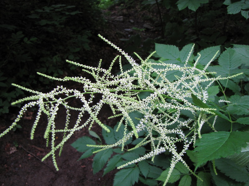 Aruncus dioicus