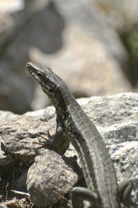 Podarcis muralis