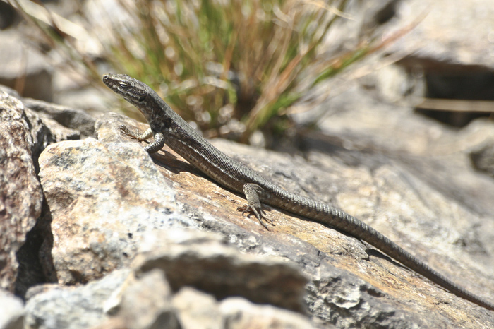 Podarcis muralis