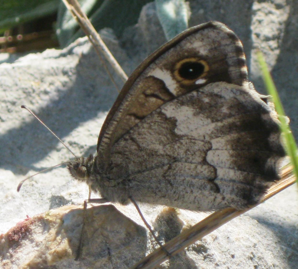 Neohipparchia statilinus? Si.