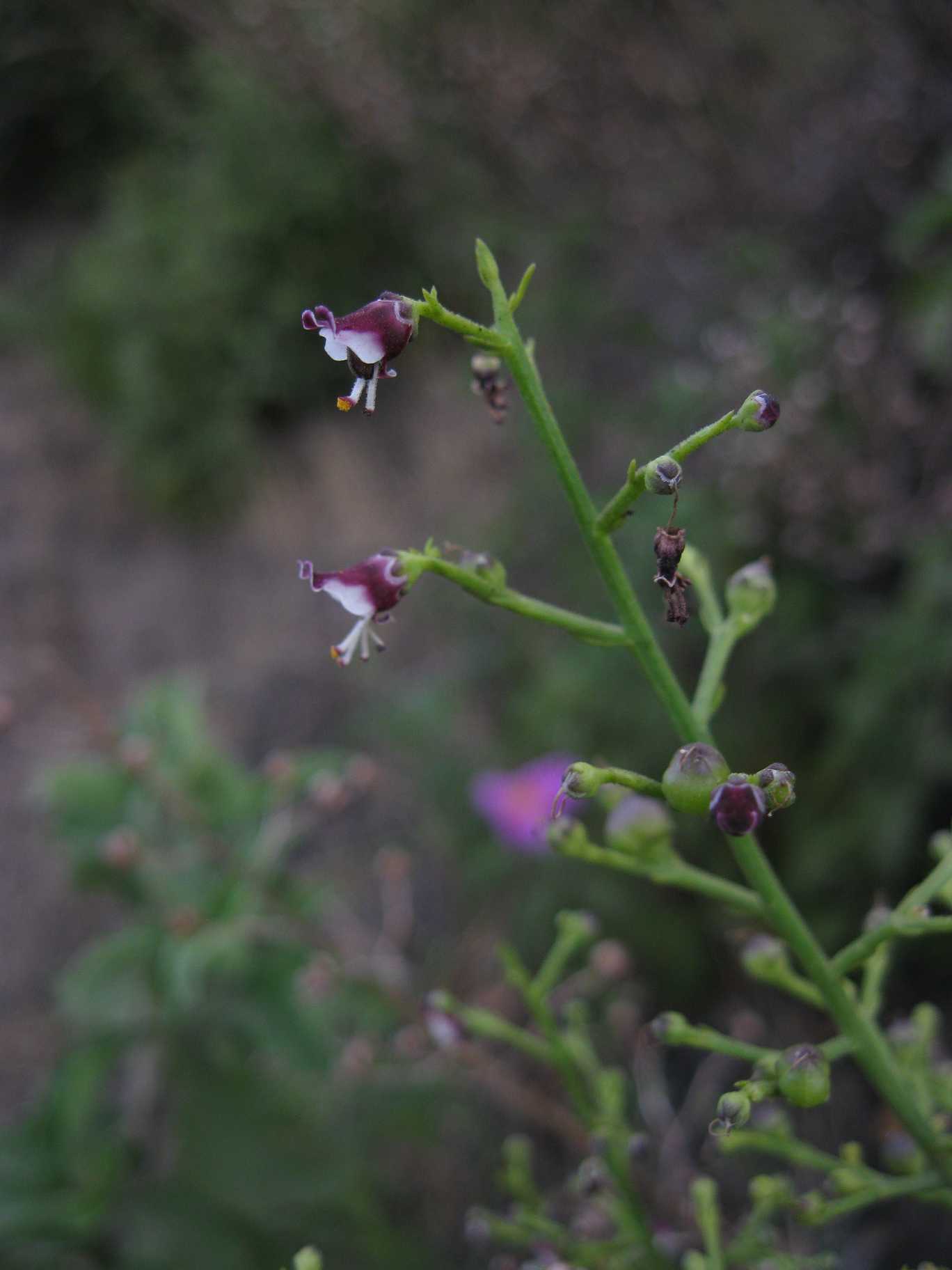 strana pianta eoliana - Scrophularia canina