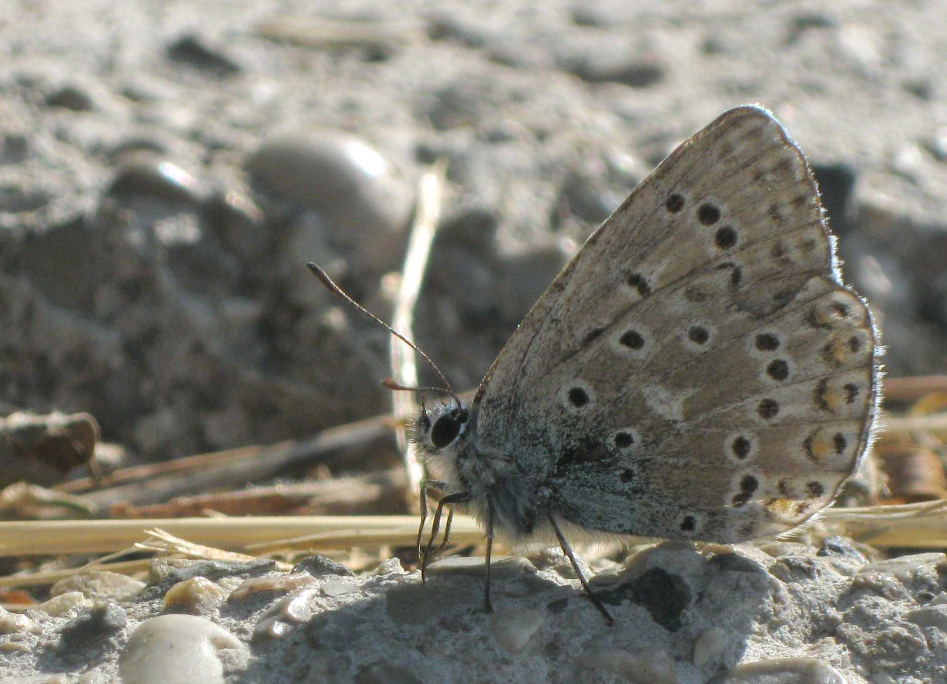 Polyommatus eros?