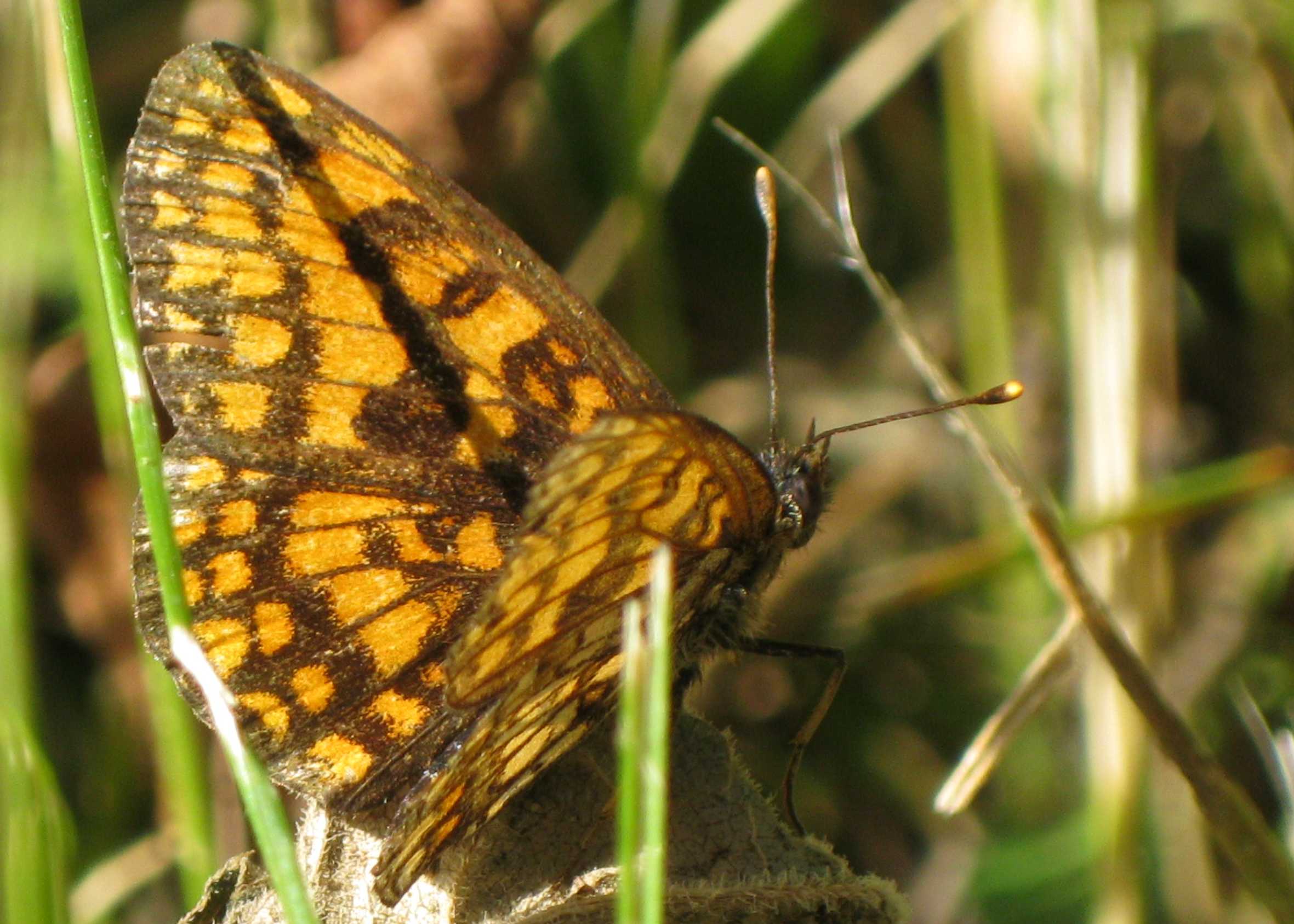 Melitaea varia?