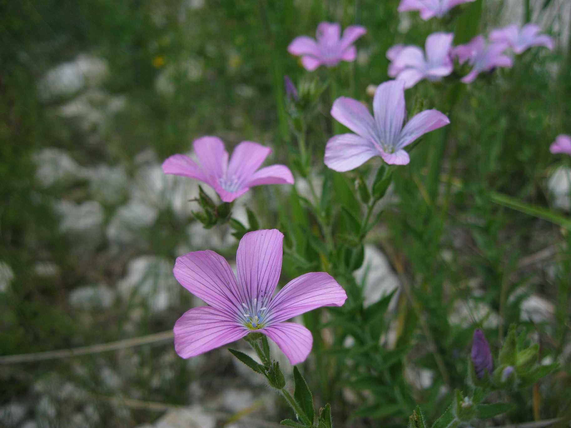 Linum? - Linum cfr.  viscosum