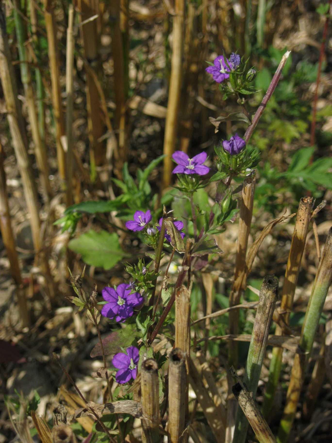 Anagallis viola? no, Legousia speculum-veneris