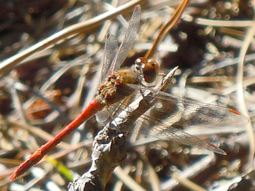 S. vulgatum o S. meridionale? S. meridionale!