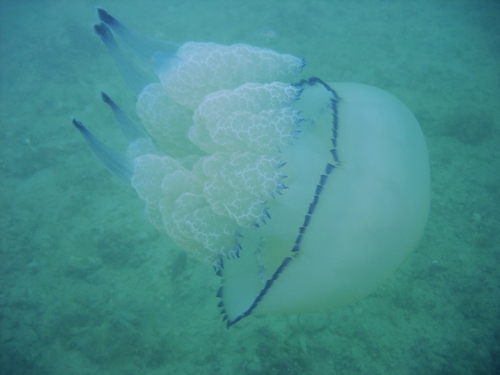 Rhizostoma pulmo, Polmone di mare