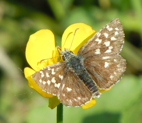 Come riconoscere Pyrgus armoricanus da P. malvoides??