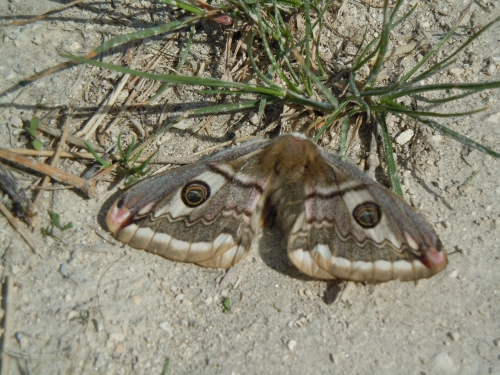 grossa falena da id