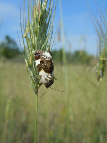 falena bianconera