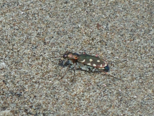 coleottero di barena: Calomera littoralis nemoralis