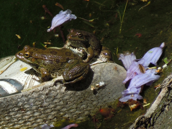 Rana levantina di Cipro (Pelophylax cypriensis)