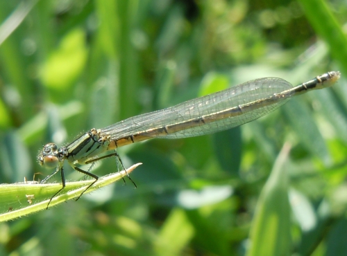 Coenagrion?