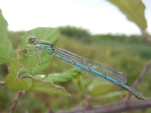 Erythromma viridulum?