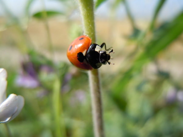 Coccinella septempunctata