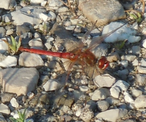 Crocothemis erythraea con zampe nere??