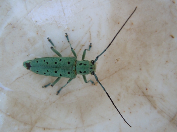 Saperda punctata (Cerambycidae)