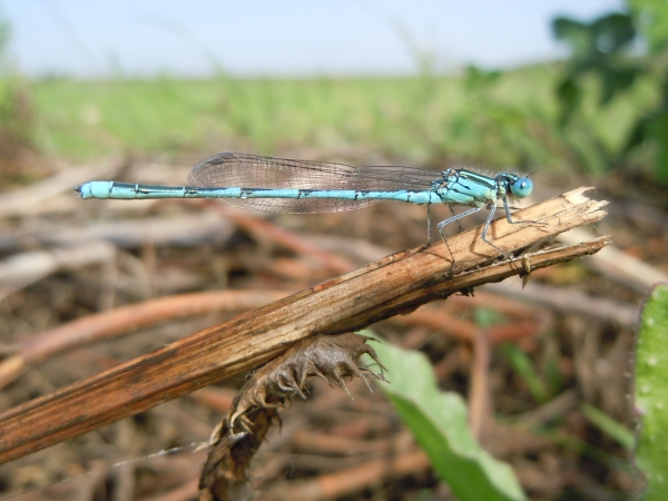 Erythromma viridulum?