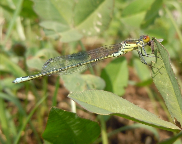 Erythromma sp.