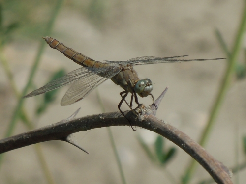 libellula amorfa - Orthetrum brunneum (femmina)