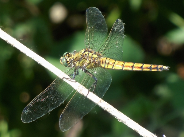 libellula gialla - Orthetrum cancellatum (femmina)