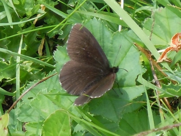 Erebia tutta scura