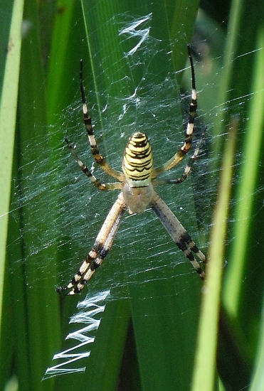 Argiope bruennichi