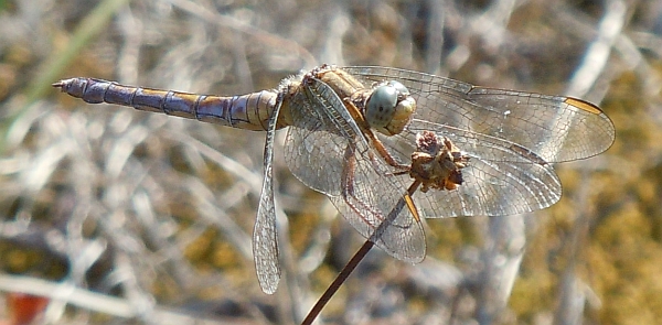 Orthetrum coerulescens