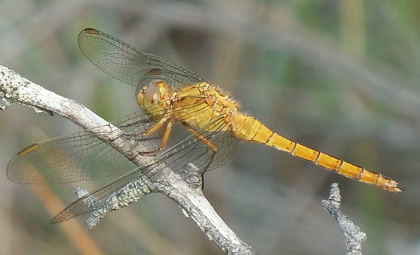 Orthetrum coerulescens