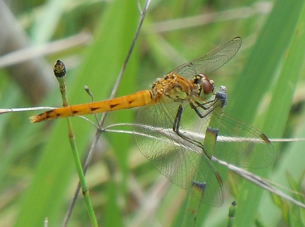 Sympetrum depressiusculum