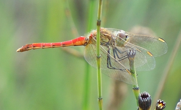 Sympetrum depressiusculum