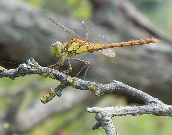 Sympetrum striolatum?