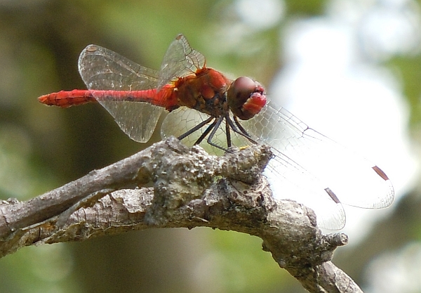 Sympetrum sanguineum?