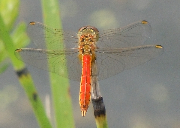 Sympetrum depressiusculum