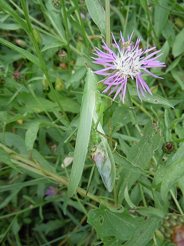 Cavelletta verde - Ruspolia nitidula